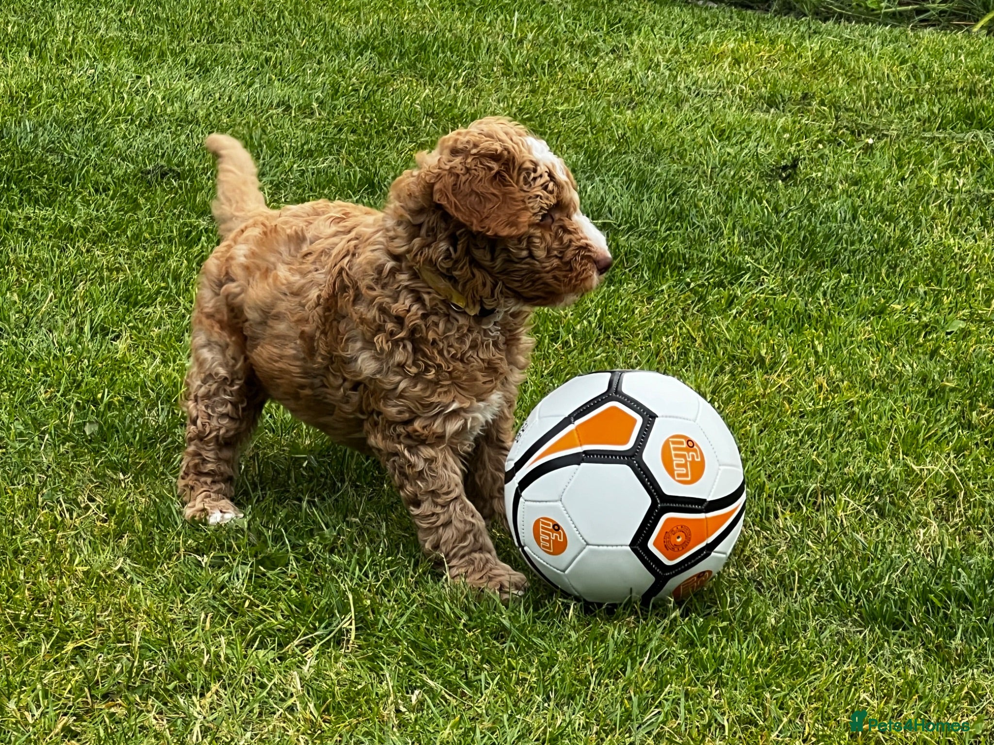 Australian Labradoodle dogs ⭐ Caramel Australian Labradoodle – Ready Now ⭐ - Advert 1