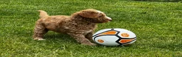 Australian Labradoodle dogs for sale: ⭐ 1 Pup Left Australian Labradoodle – Ready Now ⭐ - Advert 6