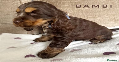 Cocker Spaniel dogs - Advert 10