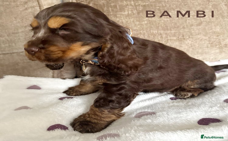 Cocker Spaniel dogs - Advert 14