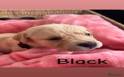 Goldador dogs for sale: Beautiful goldador puppies  - Image 18
