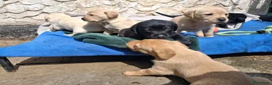 Labrador Retriever Puppy 1