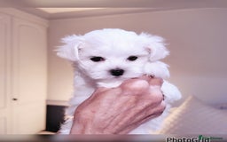 Maltese dogs for sale: Exceptional TINY Maltese pups  - Image 5