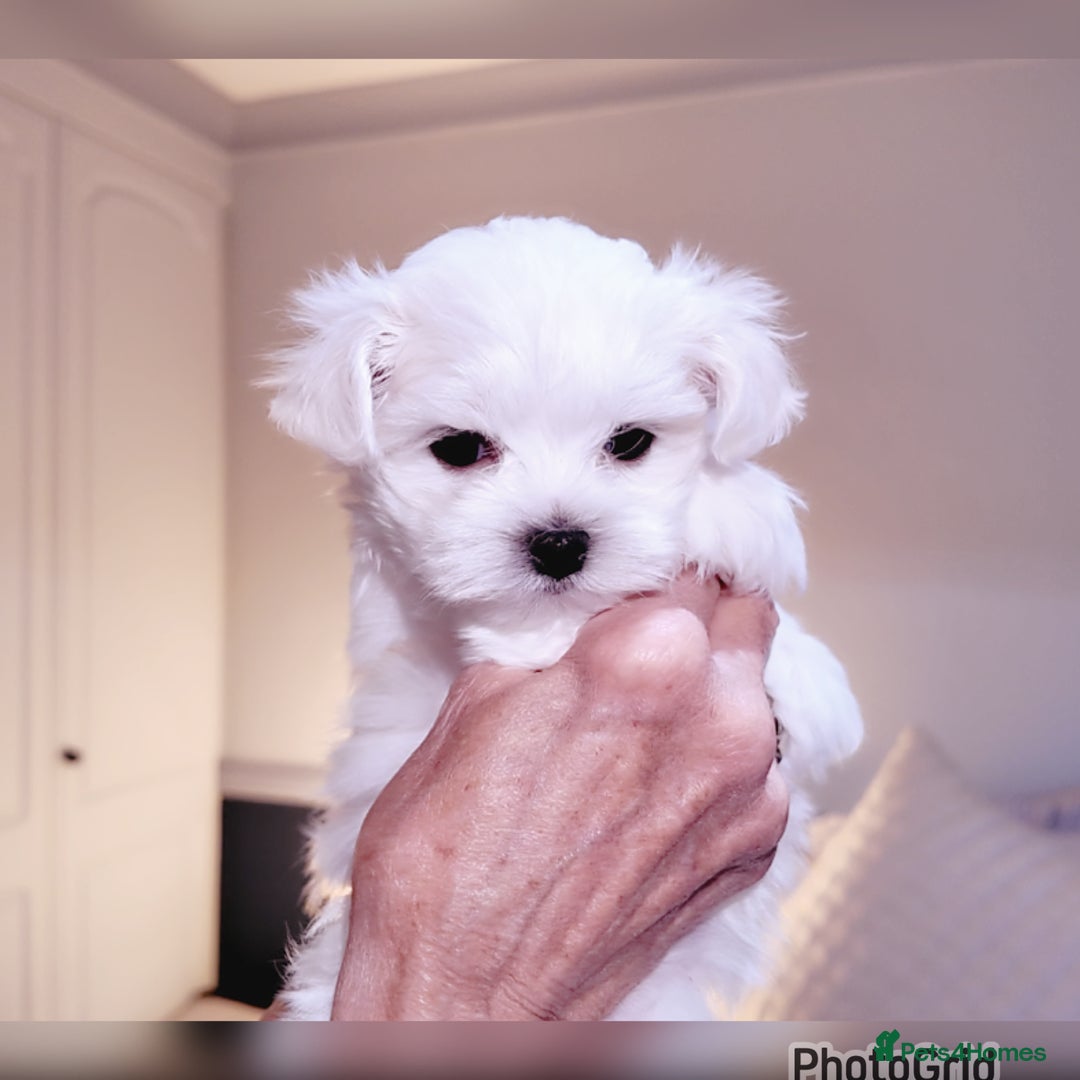 Maltese dogs for sale: Exceptional TINY Maltese pups  - Image 5
