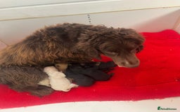 Cockapoo dogs for sale: 5 cockapoo puppy ready 13nov  - Image 32