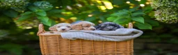 Cockapoo dogs for sale: 7 Beautiful F1 Cockapoo’s  - Advert 4
