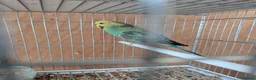 Budgerigars birds for sale: 🐦 Beautiful Baby Budgies Available! - Advert 15