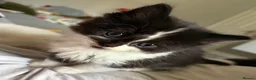 Ragdoll cats for sale: Ragdoll x Domestic Tortoiseshell Shorthair Kittens - Advert 26