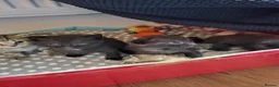 Mixed Breed cats for sale: Beautiful playful Black female kitten  - Advert 6