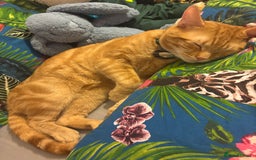 Maine Coon cats for sale: Mainecoon cross  - Image 13