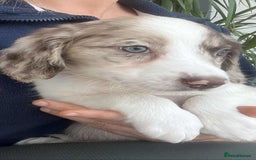 Border Collie dogs for sale: Beautiful Border Collie x Springer Spaniel Puppies - Image 19