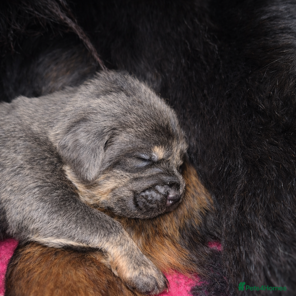 Tibetan Mastiff dogs Tibetan Mastiff - Advert 1