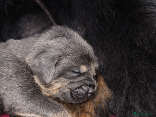 Tibetan Mastiff dogs Tibetan Mastiff - Advert 15