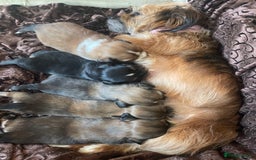 Mixed Breed dogs for sale: Lhasa Apso/ Jackhuahua puppies  - Image 9