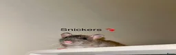Rat rodents for sale: Beautiful baby rats  in Chelmsford - Advert 10