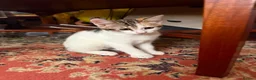 Mixed Breed cats for sale: 4 Beautiful Kittens in Erith - Advert 14
