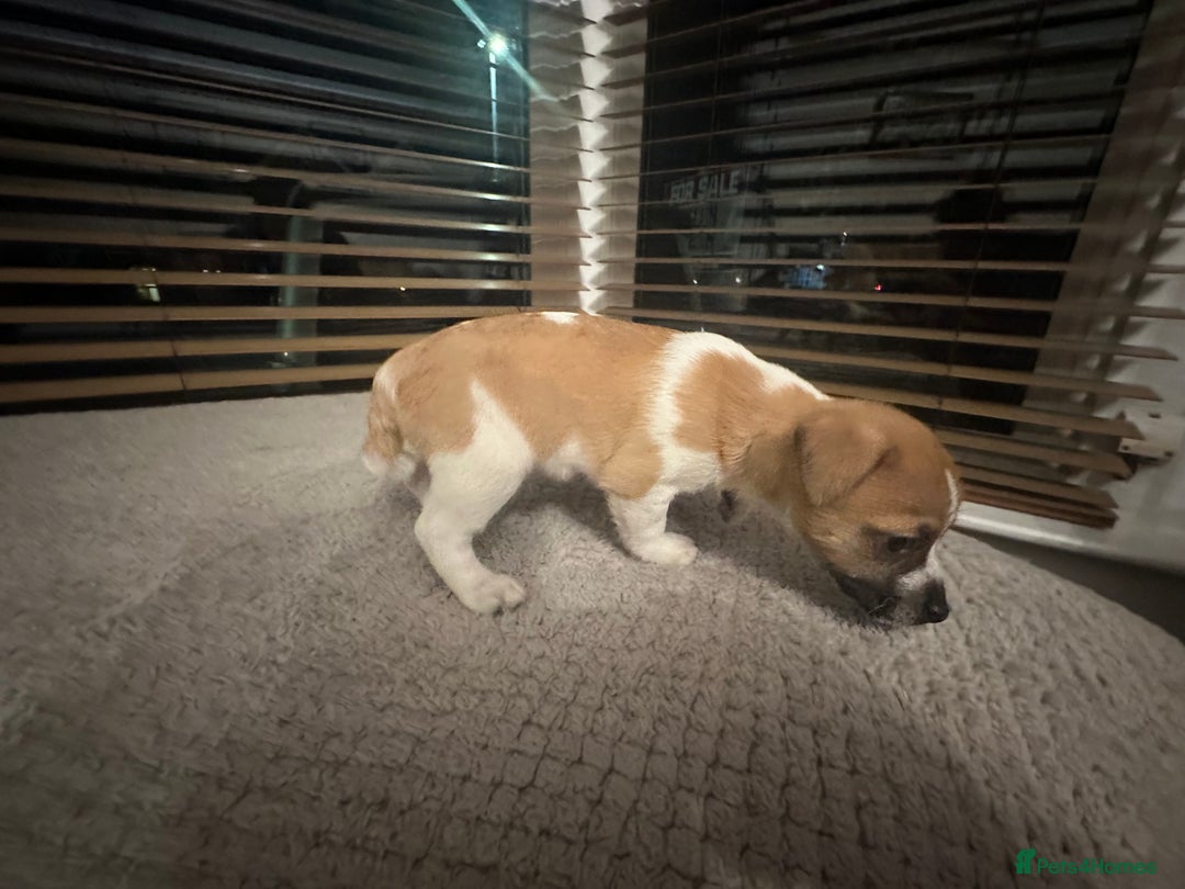 Jack Russell dogs for sale: Jack Russell puppies for sale - Advert 4