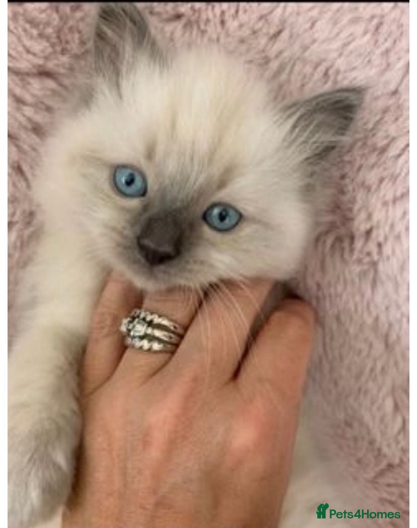 Ragdoll cats Ragdoll Kittens- Pure Blue Point - Advert 2