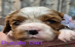 Cavalier King Charles Spaniel dogs for sale: KC Registered, Cavalier King Charles Spaniels  - Image 22
