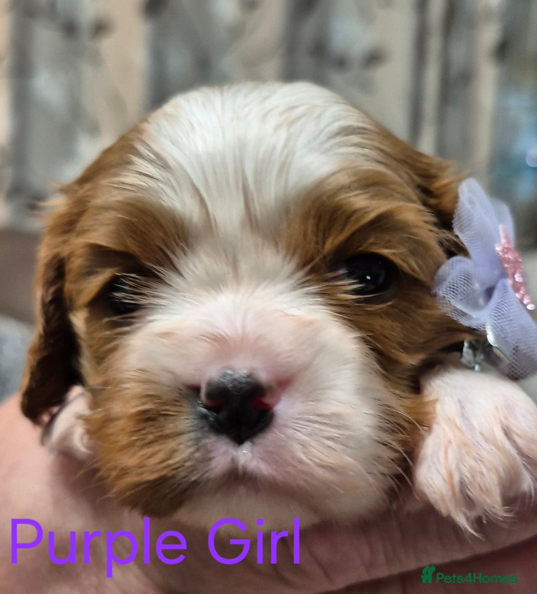 Cavalier King Charles Spaniel dogs for sale: KC Registered, Cavalier King Charles Spaniels  - Image 22