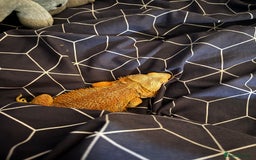 Bearded Dragon reptiles for sale: bearded dragon and enclosure  - Image 2