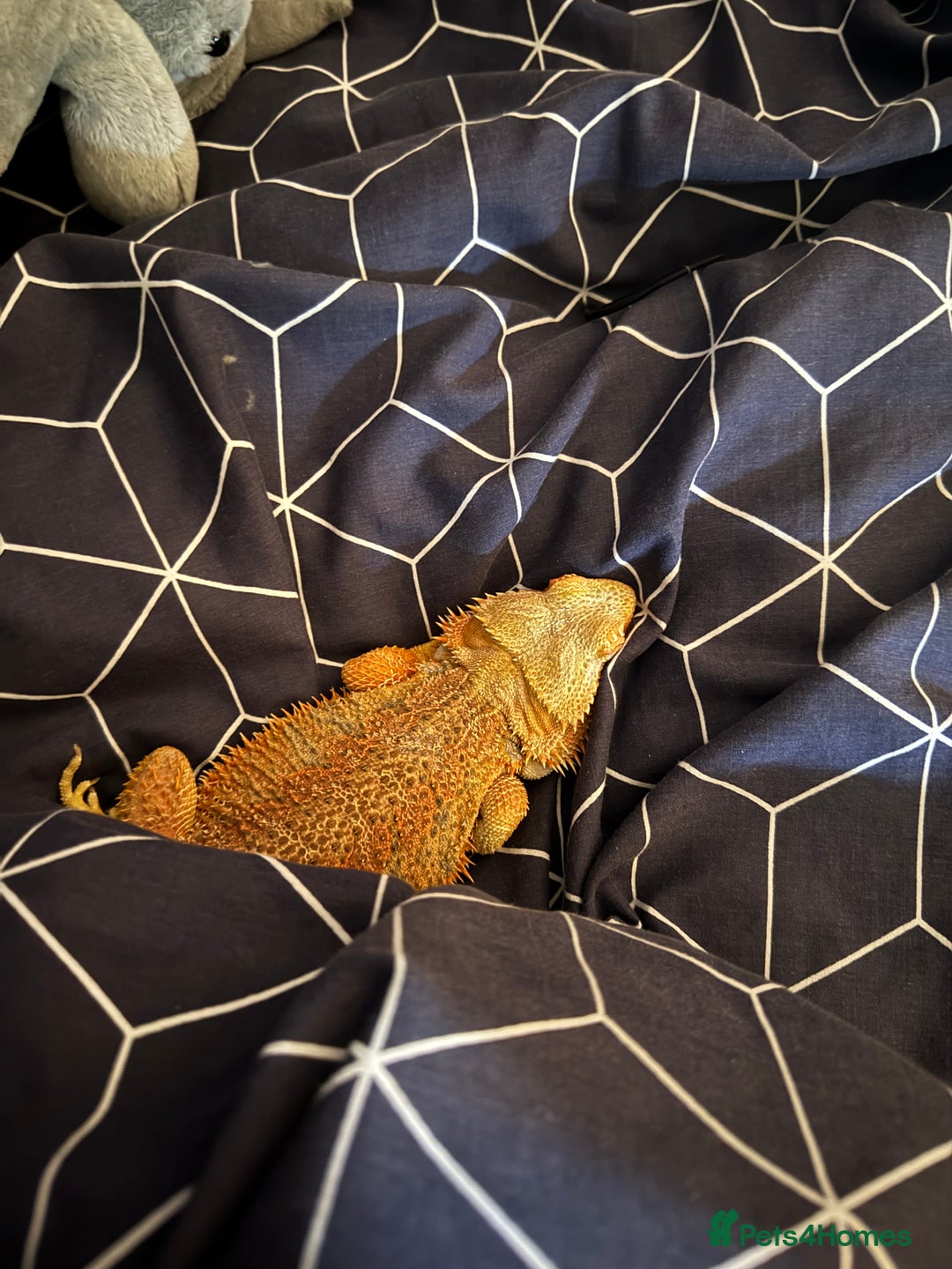 Bearded Dragon reptiles for sale: bearded dragon and enclosure  - Image 2
