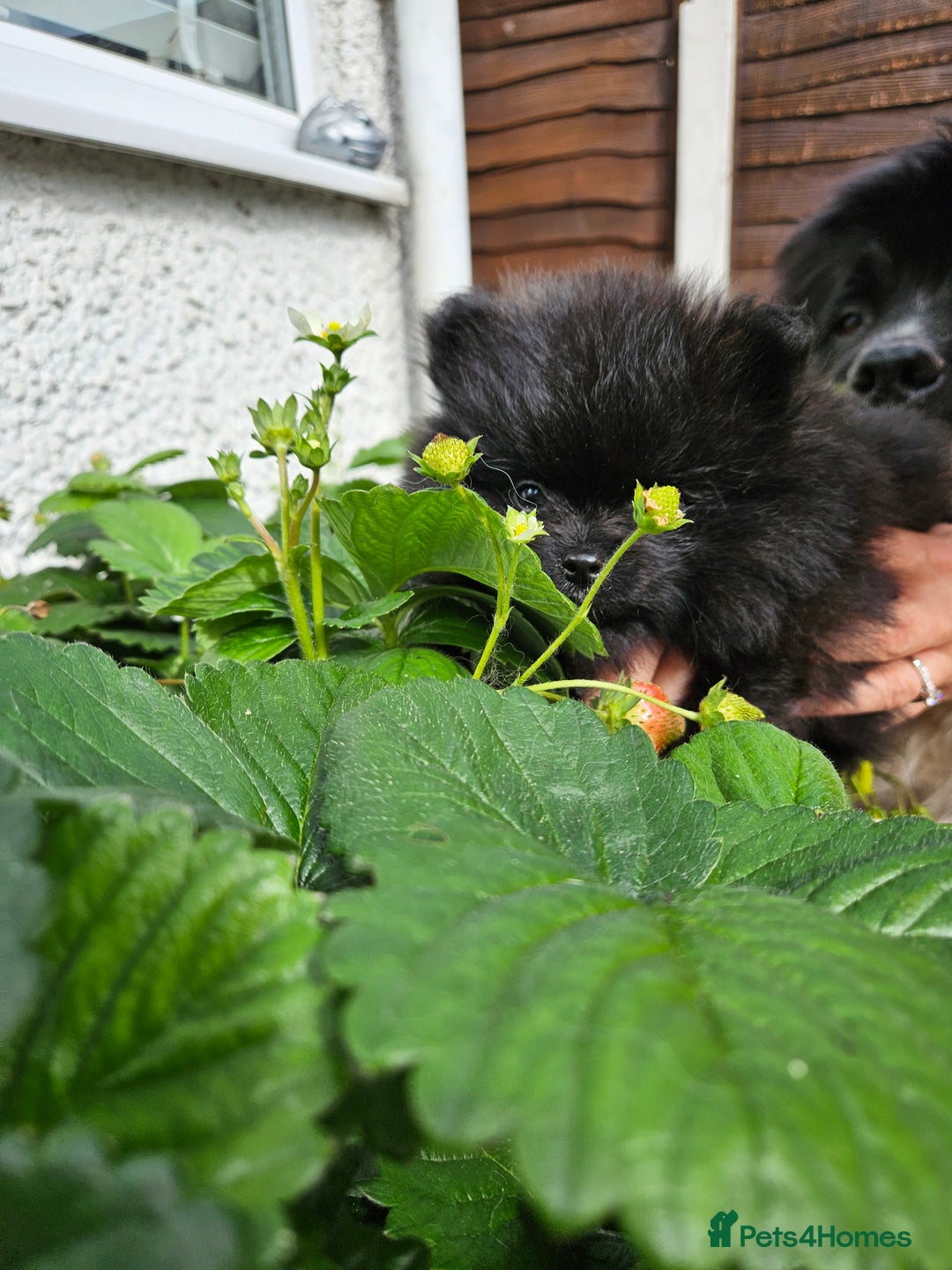 Pomeranian dogs for sale: BLACK ** POMERANIAN PUPPIES FOR SALE - Image 5