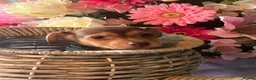 Jack Russell dogs for sale: Wenlock Jack Russells  - Advert 21