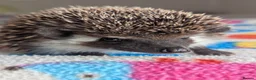 Pygmy Hedgehog rodents for sale: Beautiful Baby Hoglets Ready Now/Reserve - Advert 11