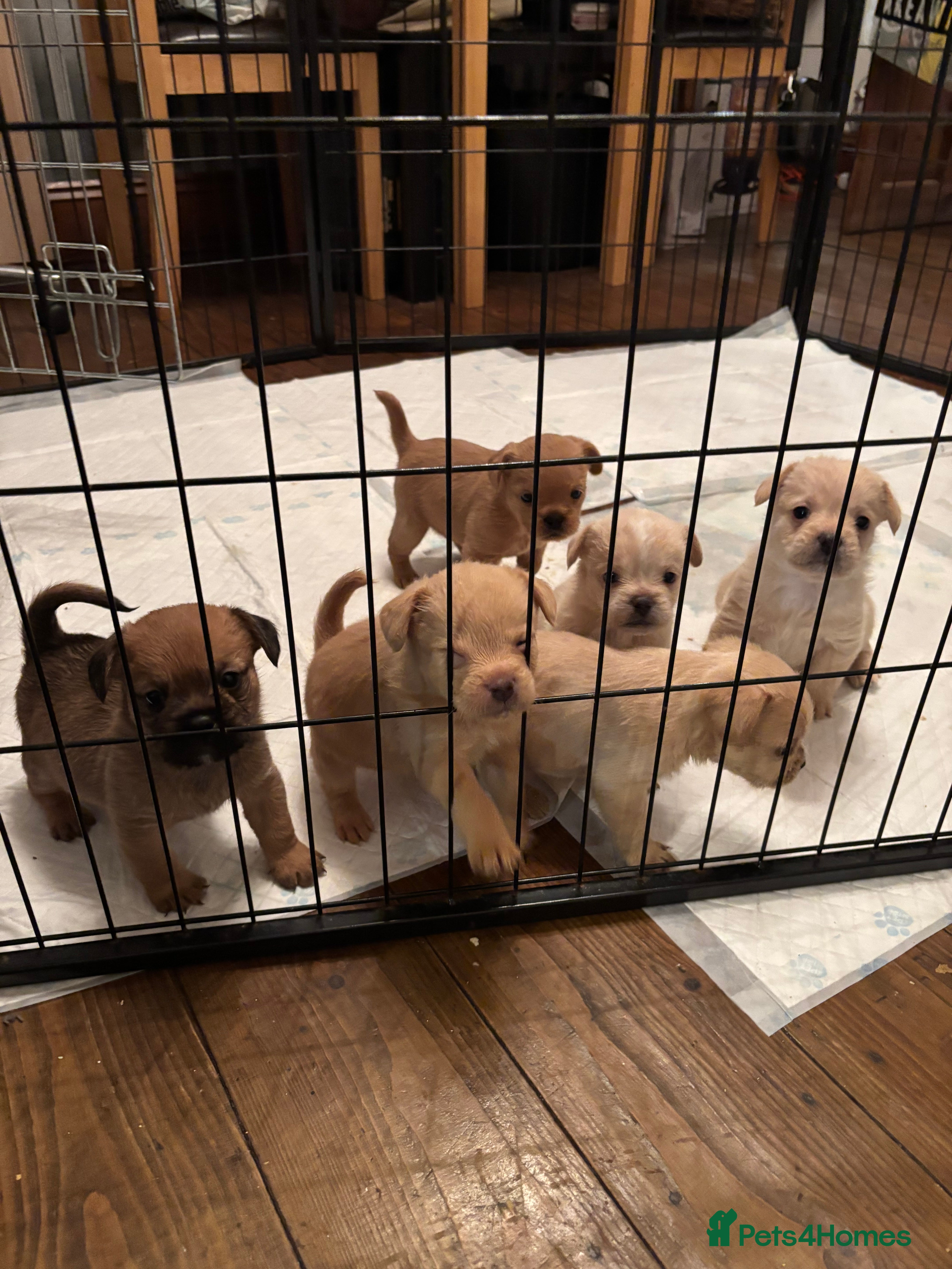 Mixed Breed dogs Floodles - Advert 1