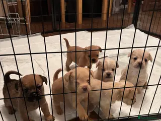 Mixed Breed dogs Floodles - Advert 11