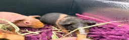 Guinea Pig rodents for sale: Pair of Girl Skinny Pigs - Advert 9