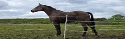 American Quarter horses for sale: Partbred american quarter horse in Glasgow - Advert 3