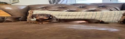 Miniature Dachshund dogs for sale: Miniature Dachshund Puppies  - Advert 4