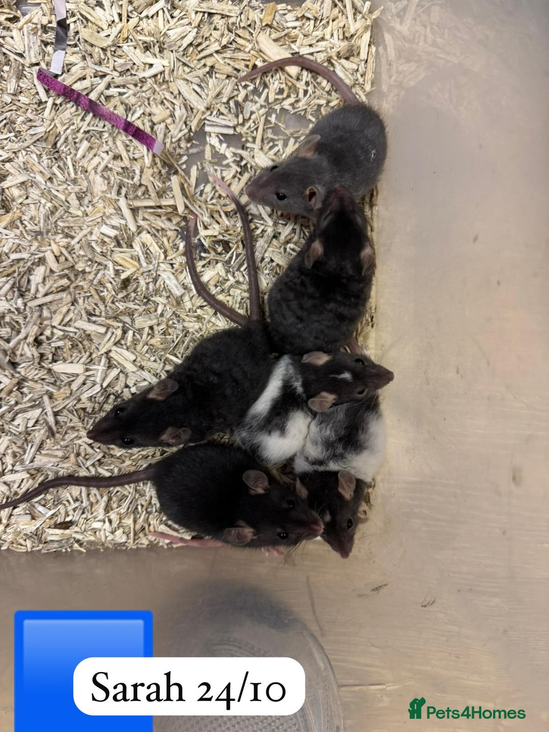 Rat rodents for sale: Beautiful baby full size and dwarf rats ready 9Dec - Advert 14
