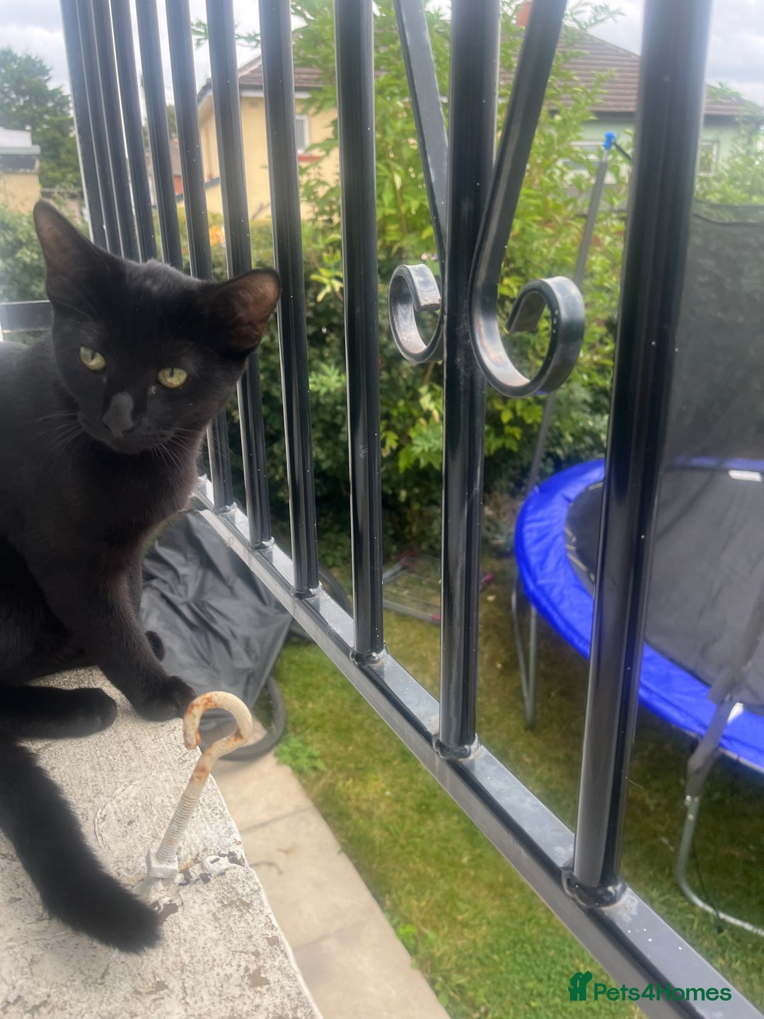 Siamese cats for sale: Siamese cross breeds  - Image 18