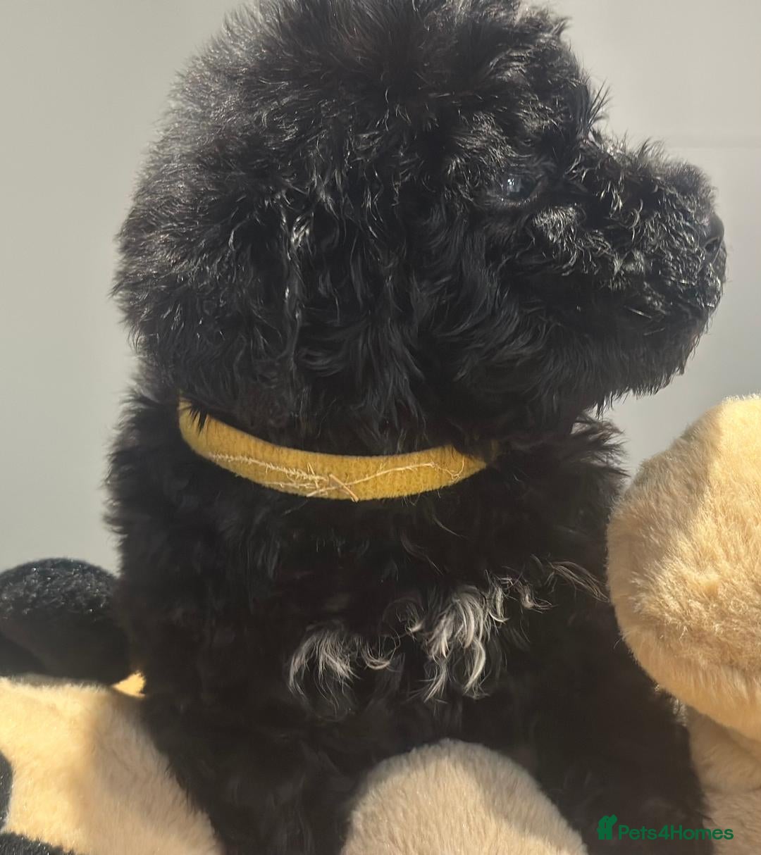 Bernedoodle dogs for sale: F1 STANDARD BERNADOODLE BOY AND GIRL AVAILABLE - Image 4