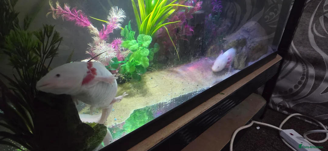 Axolotl reptiles for sale: Breeding pair pink Lucy axolotl  - Advert 2