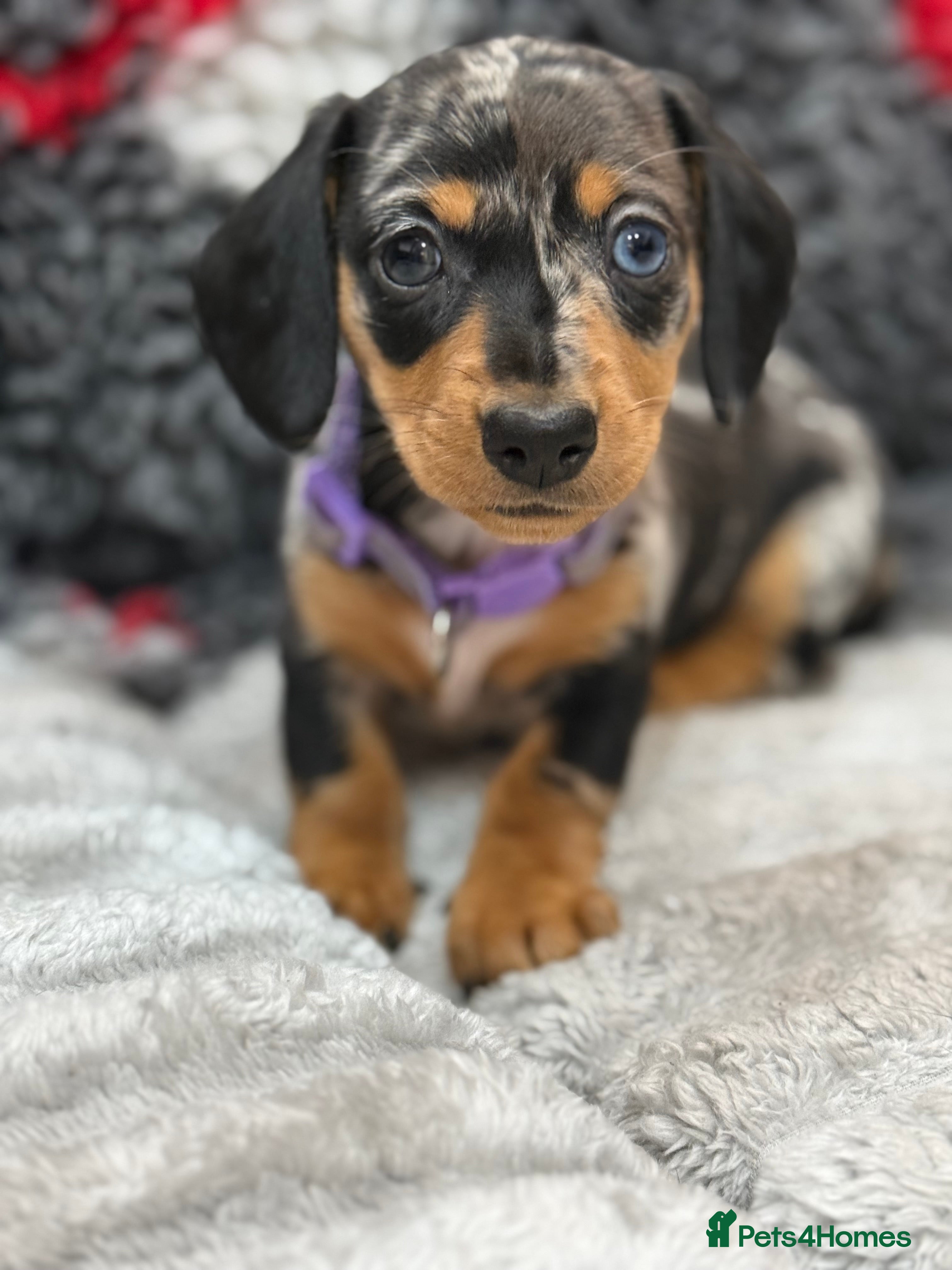 Miniature Dachshund dogs for sale: Beautiful mini dachshund  - Advert 1