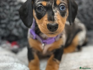 Miniature Dachshund dogs for sale: Beautiful mini dachshund - Advert 1