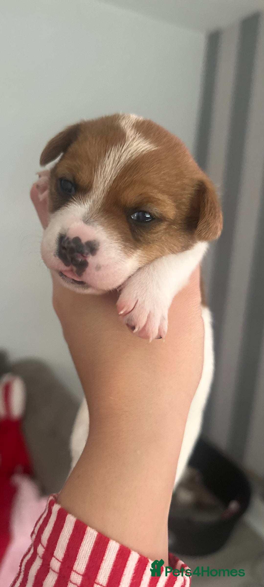 Jack Russell dogs for sale: 3 beautiful Jack russels left  - Advert 8