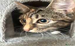 Maine Coon cats for sale: Taby part main coon  - Image 3