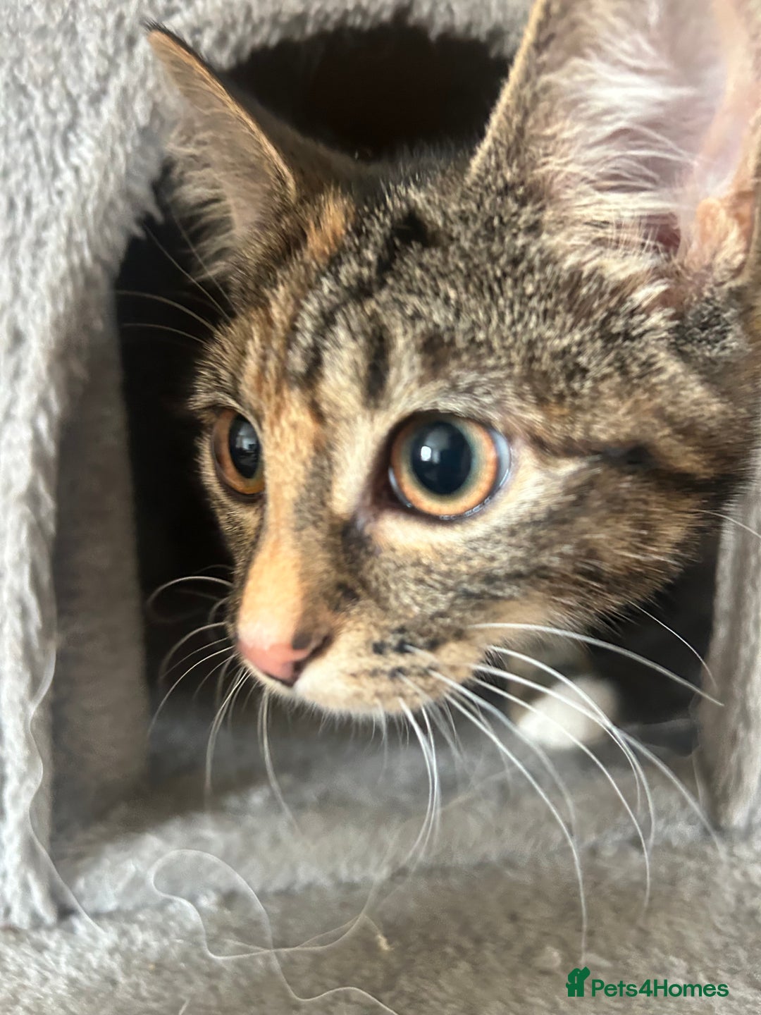 Maine Coon cats for sale: Taby part main coon  - Image 3