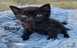 Maine Coon cats for sale: 3 weeks old 3 male 1 female  - Image 3