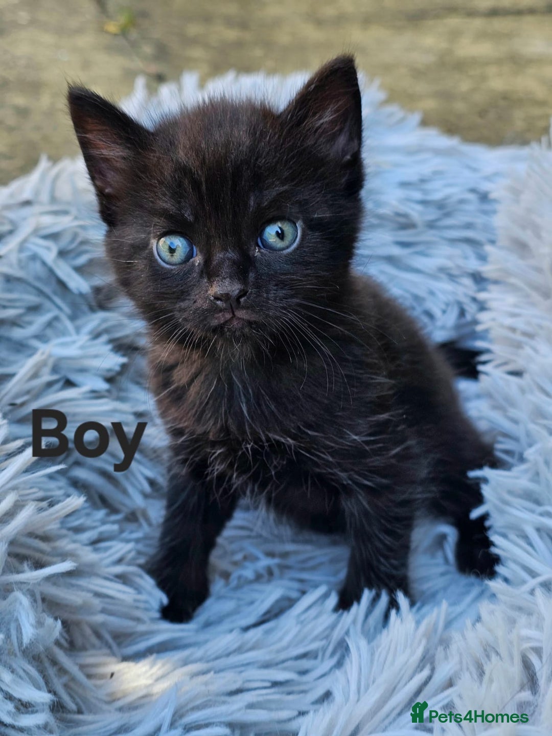 Maine Coon cats for sale: 3 weeks old 3 male 1 female  - Image 3
