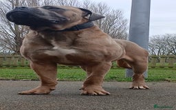 Cane Corso dogs for stud: Russian import cane corso - Image 7