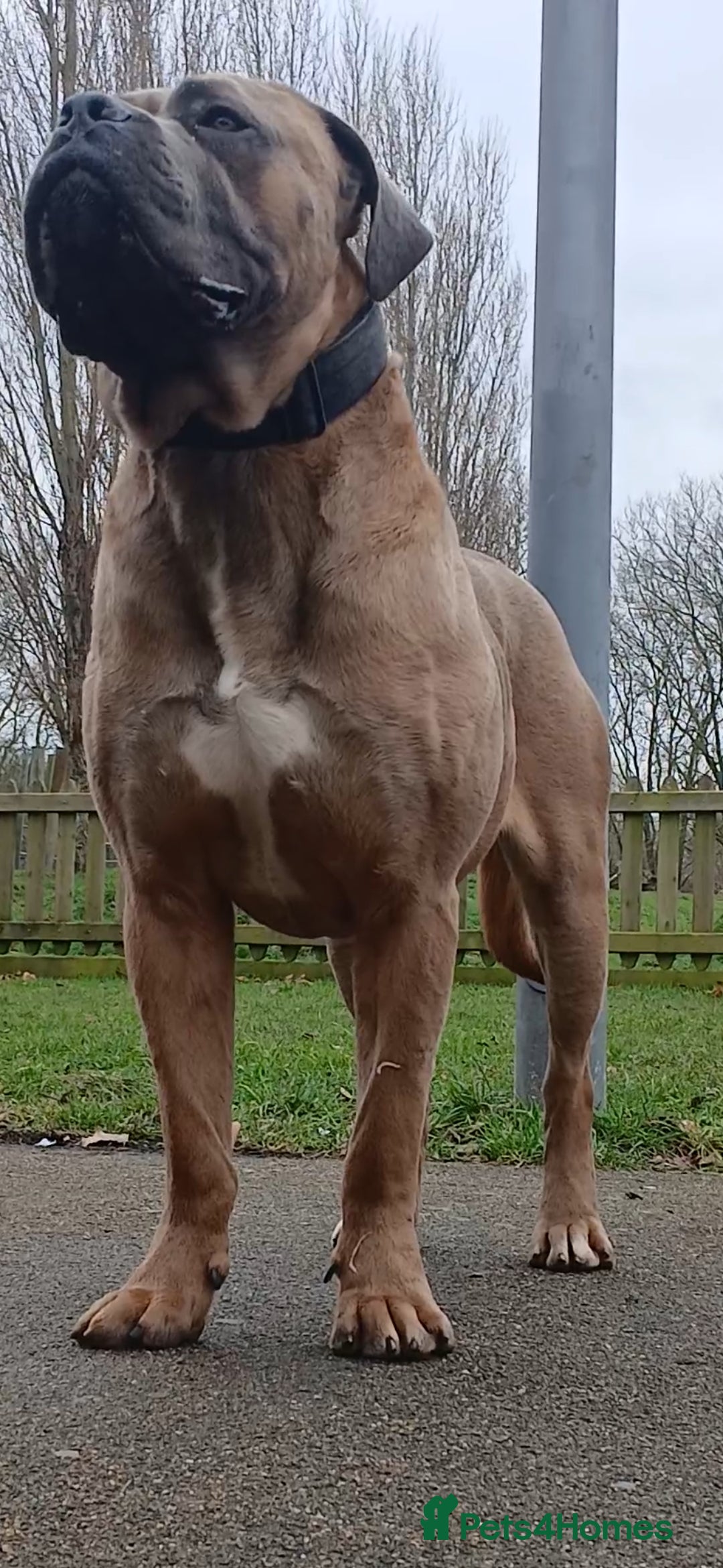 Cane Corso dogs for stud: Russian import cane corso - Image 7