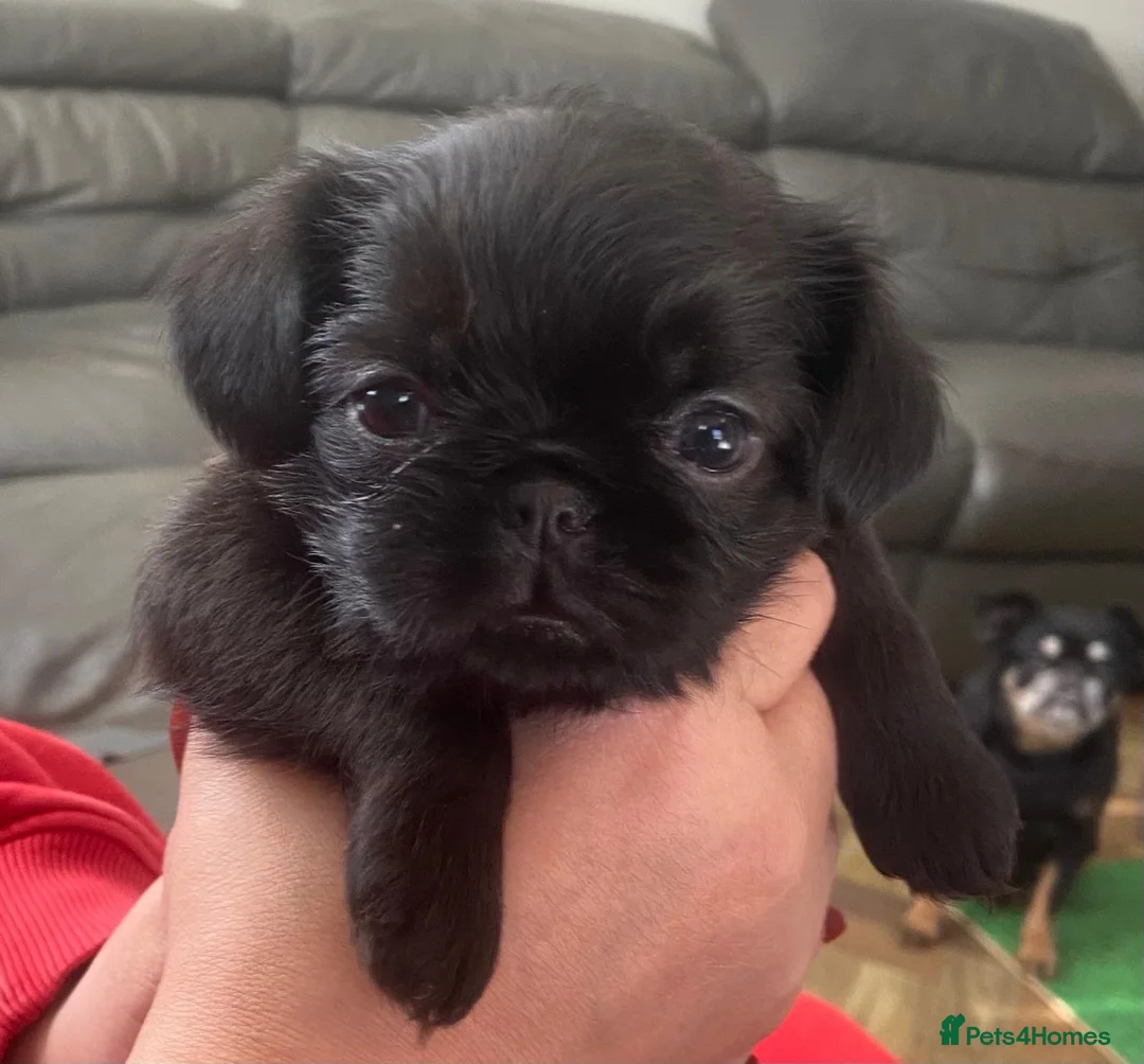 Griffon Bruxellois dogs for sale: 🖤 A Very Special Merrywives Griffon Girl  - Advert 2
