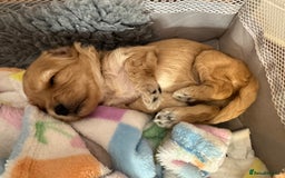 Mixed Breed dogs for sale: 💕 Gorgeous Cavapoochon Puppies 💕  - Image 3
