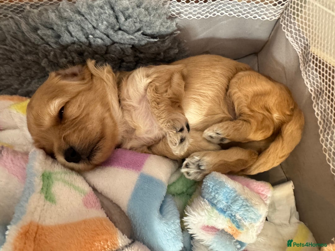 Mixed Breed dogs for sale: 💕 Gorgeous Cavapoochon Puppies 💕  - Image 3